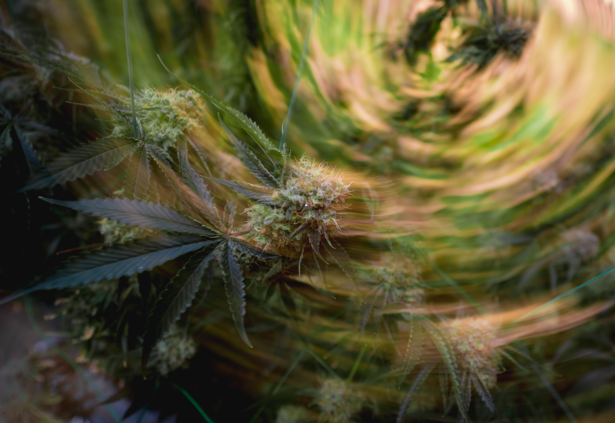 Does Medical Cannabis Cause Hallucinations?